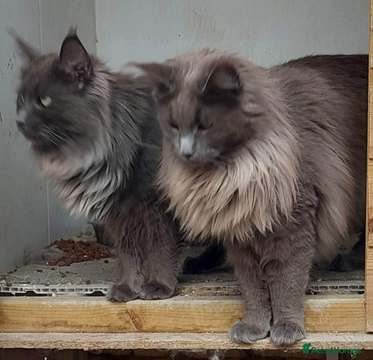 Maine Coon cats MAINECOON SISTERS - Advert 7