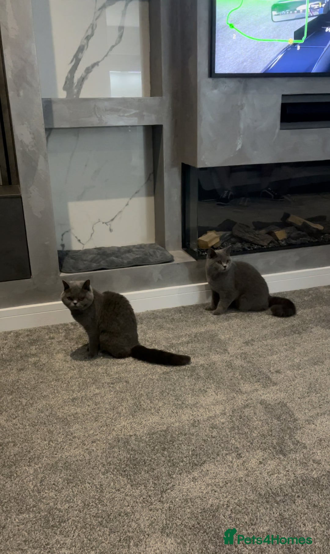 British Shorthair cats for sale: 2 BSH girls looking for a new home - Advert 1