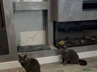 British Shorthair cats 2 BSH girls looking for a new home - Advert 1