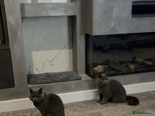 British Shorthair cats 2 BSH girls looking for a new home - Advert 17