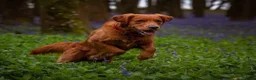 Golden Retriever dogs for sale: KC reg working golden retriever boys  - Advert 26