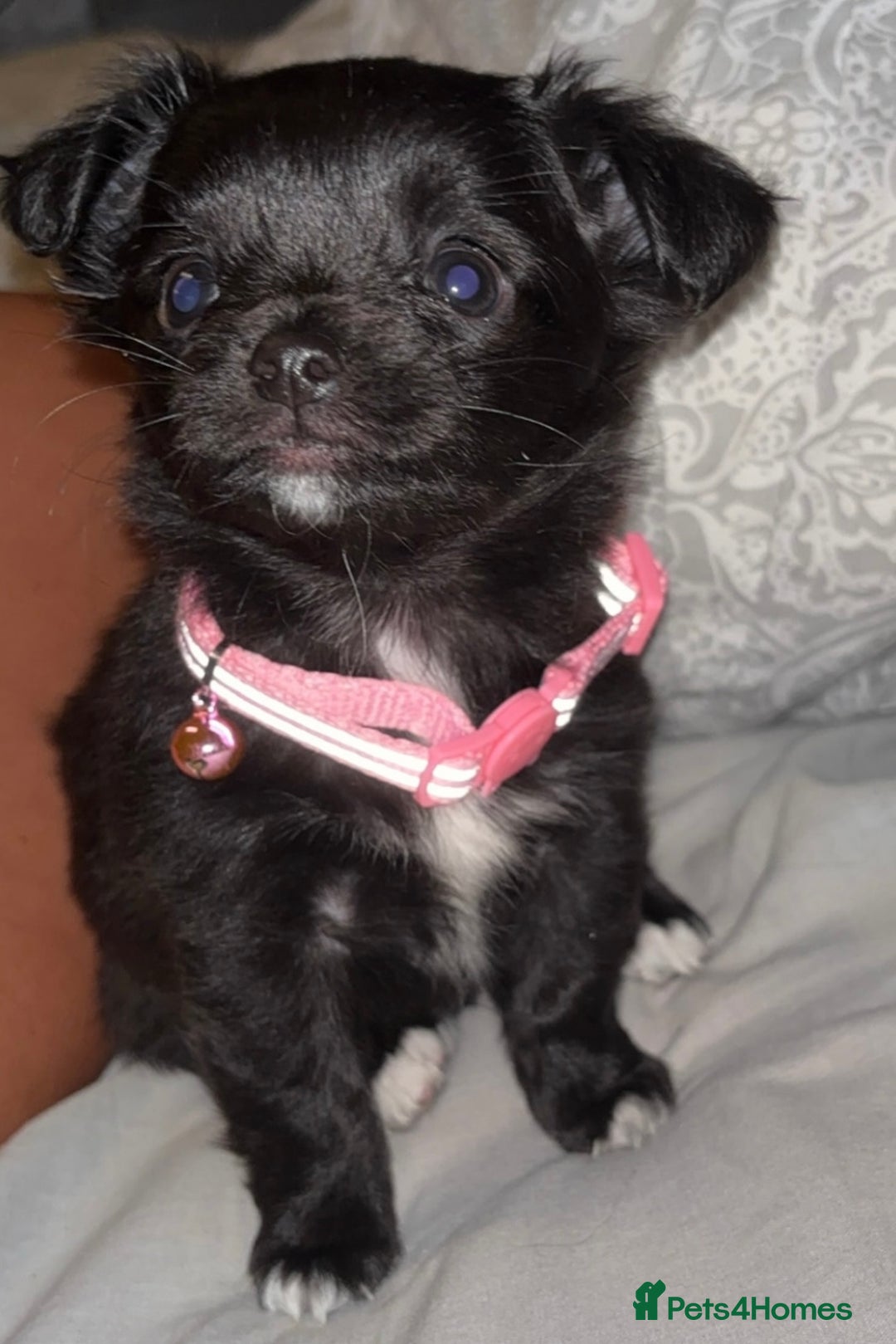 Chihuahua dogs for sale: 8 month old female chihuahua  - Advert 1