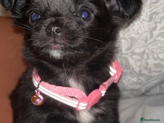 Chihuahua dogs for sale: 8 month old female chihuahua - Advert 1