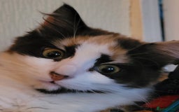 Mixed Breed cats for sale:  Rare Cinnamon Calico girl  - Advert 7