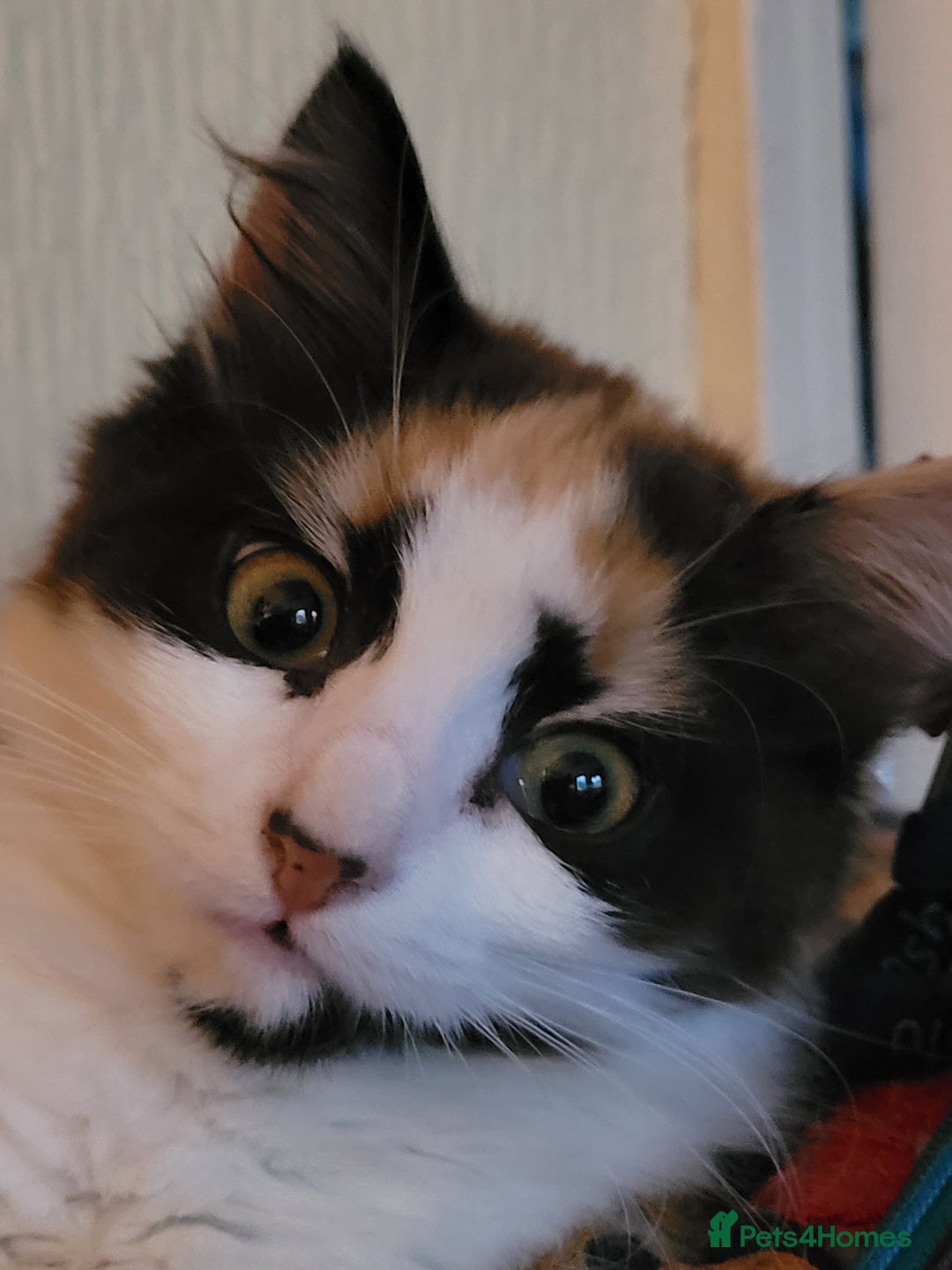 Mixed Breed cats for sale:  Rare Cinnamon Calico girl  - Advert 7