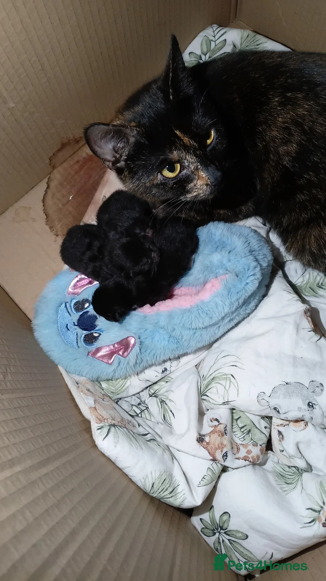 Mixed Breed cats for sale: Kittens for sale  - Advert 2