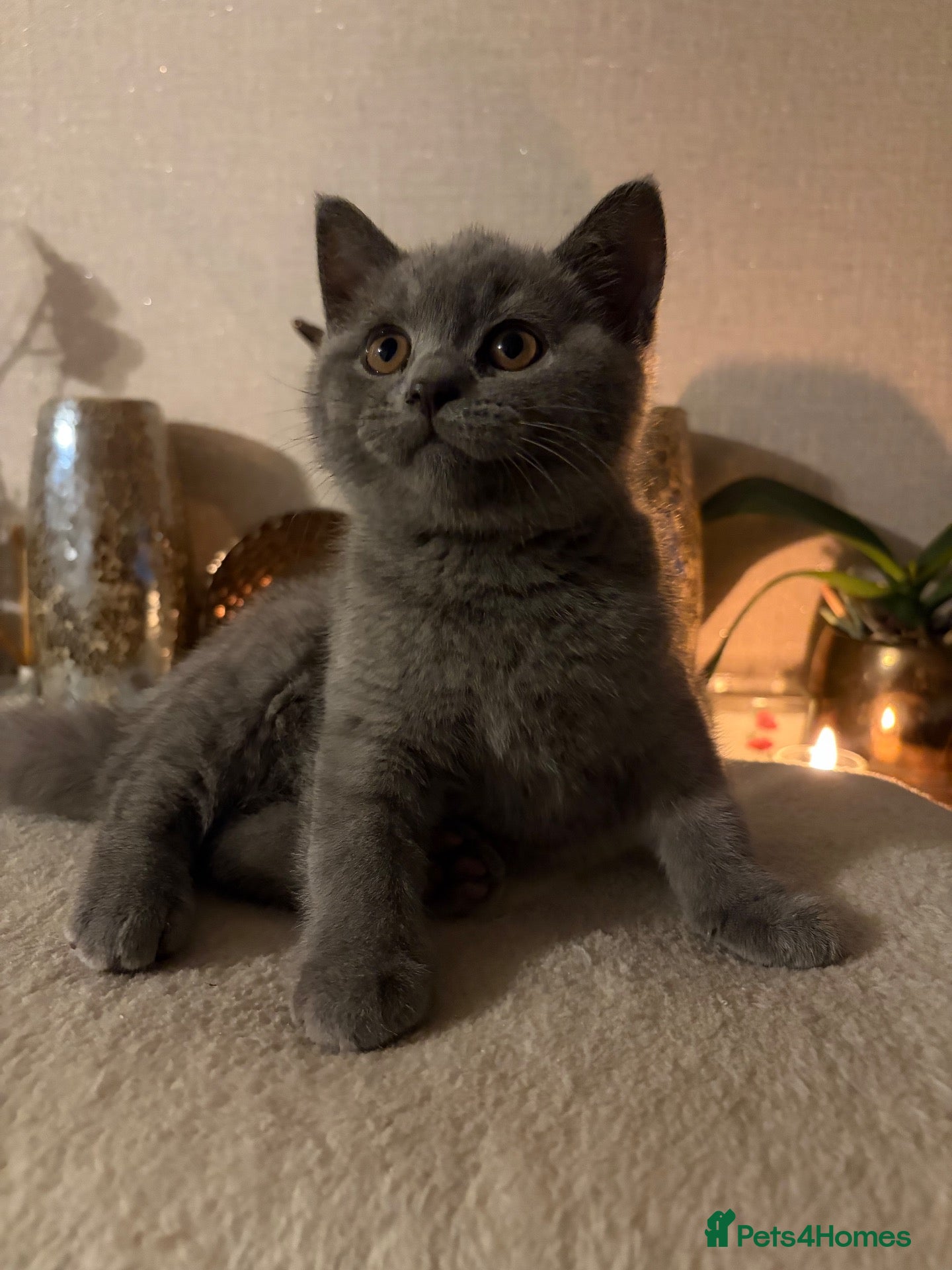 British Shorthair cats British short hair boy - Advert 2