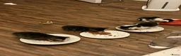 Mixed Breed cats for sale: 4 beautiful medium haired kittens.  - Advert 8