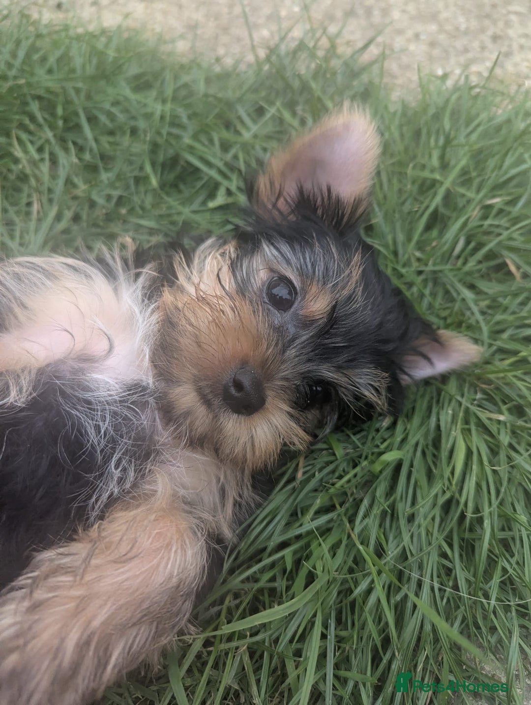 Yorkshire Terrier dogs for sale: Yorkshire terrier puppies  - Image 6