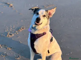 Mixed Breed dogs Peppa - Advert 1