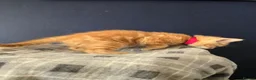 Mixed Breed cats for sale: Ready 5kittens raised with dogs and children - Advert 32