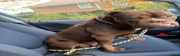 Mixed Breed dogs for adoption: ❤️KINDER❤️ A LOYAL LOVING GIRL(Old Tyme Bulldog) - Advert 2