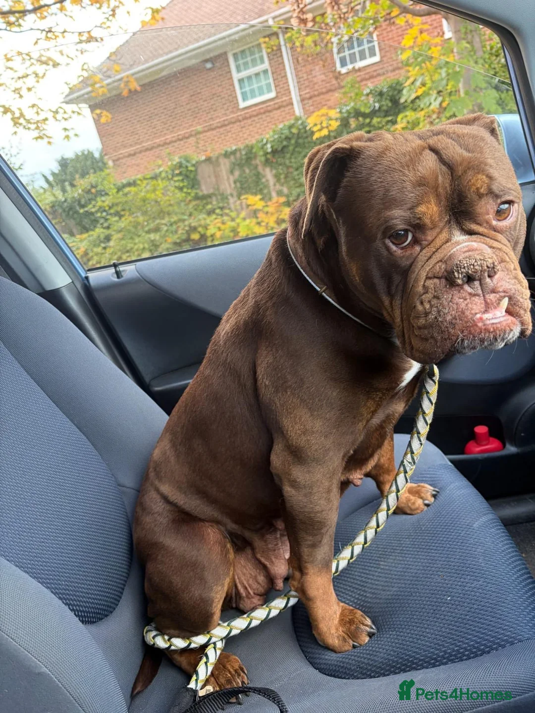 Mixed Breed dogs for adoption: ❤️KINDER❤️ A LOYAL LOVING GIRL(Old Tyme Bulldog) - Advert 2