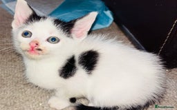 Mixed Breed cats for sale:  Beautiful Kittens For Sale !!! - Image 5