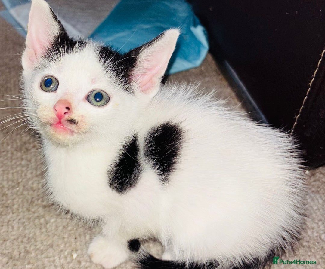 Mixed Breed cats for sale:  Beautiful Kittens For Sale !!! - Image 5