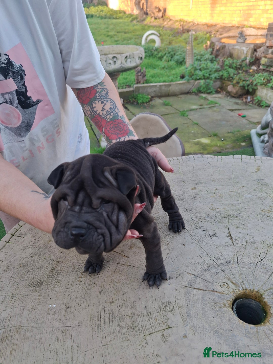 Shar Pei dogs for sale: Shar Pei Puppies 4 sale - Advert 3