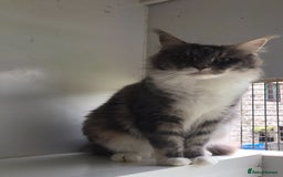 Maine Coon cats for sale: Maine coon kittens - Image 16