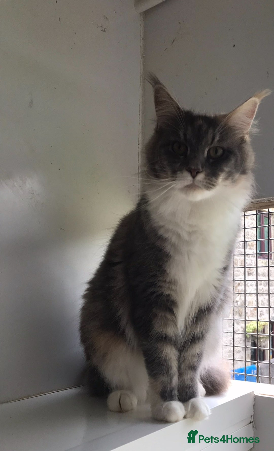 Maine Coon cats for sale: Maine coon kittens - Image 16