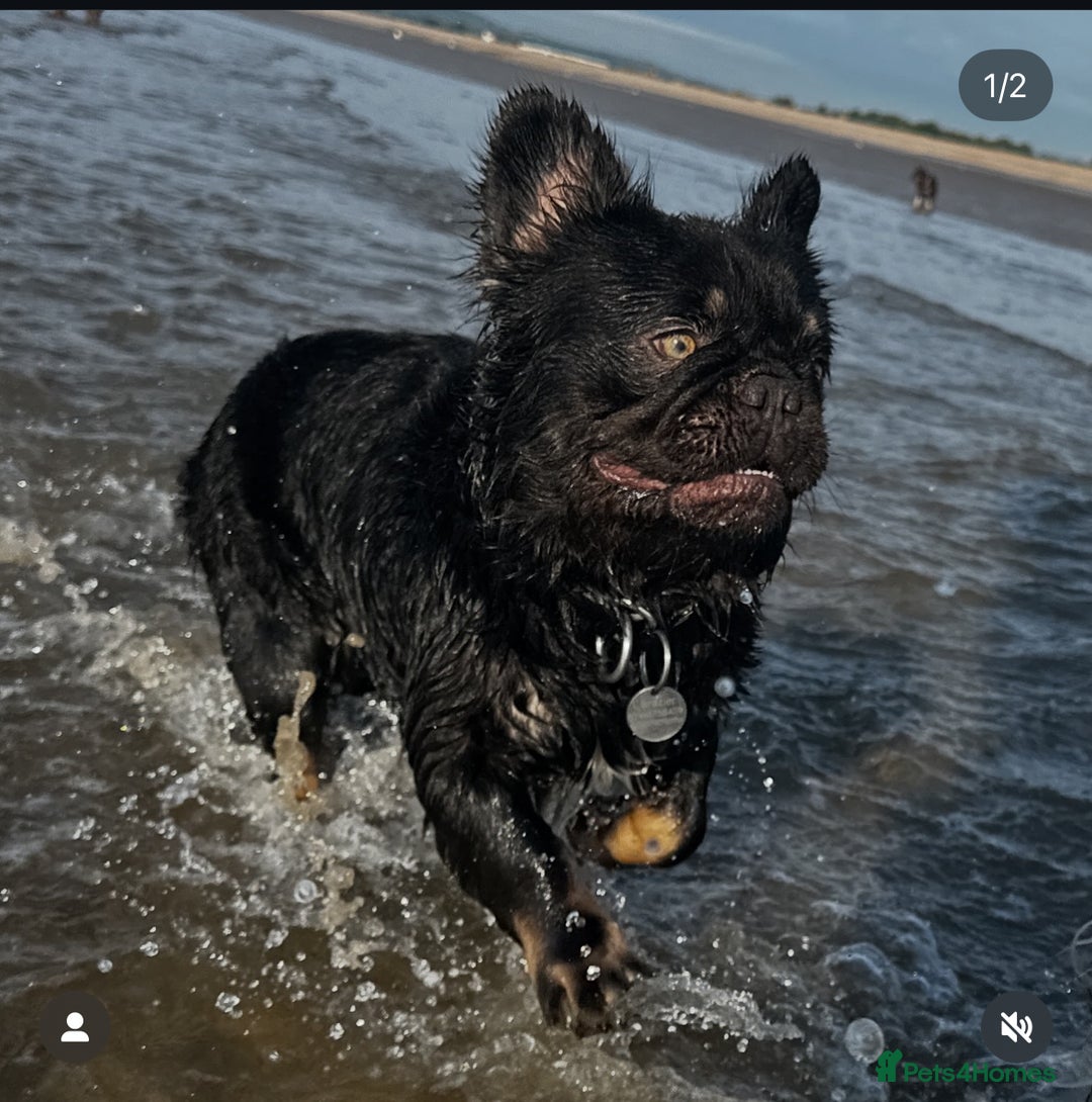 French Bulldog dogs for stud: Cupid 💘, Romeo 💘and Saint 💘for stud - Image 6