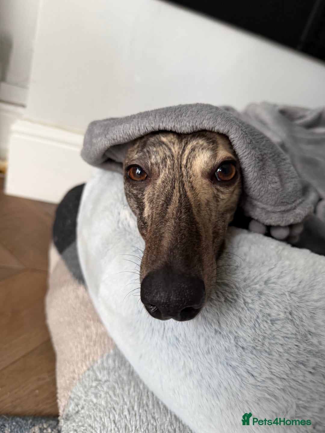 Mixed Breed dogs for sale: Bedlington x Whippet - Advert 6