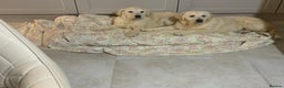 Golden Retriever dogs for sale: Golden Retrievers -Goadream kc  - Advert 2