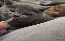 British Shorthair cats for sale: BSH kittens ready now vet checked - Image 13