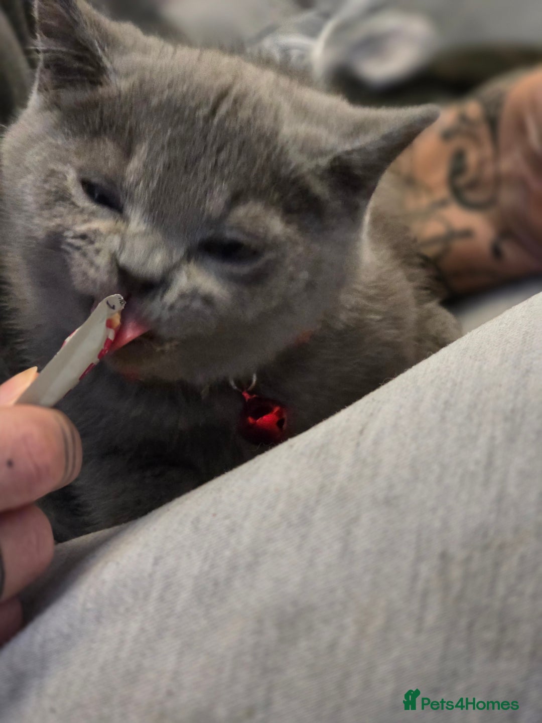 British Shorthair cats for sale: BSH kittens ready now vet checked - Image 13