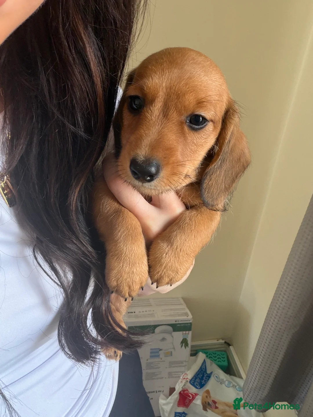 Miniature Dachshund dogs for sale: *Reduced* Ready to go Miniature Dachshunds - Advert 14