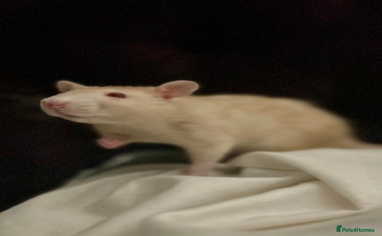 Rat rodents - Advert 11