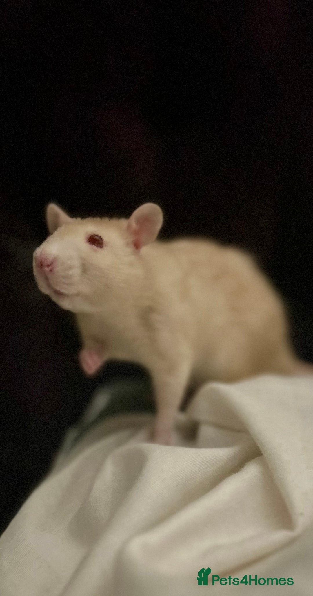 Rat rodents for sale: 2 x female rats for rehoming - Image 1
