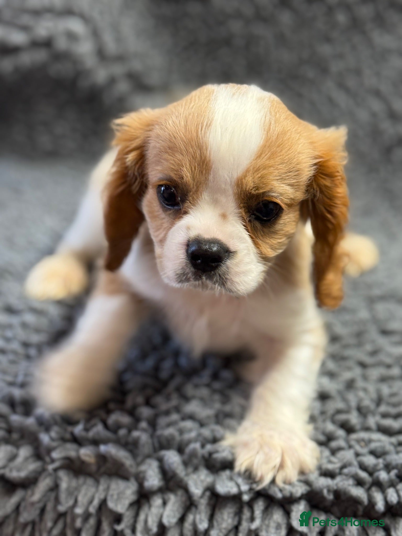 Cavalier King Charles Spaniel dogs Cavalier King Charles  - Advert 2
