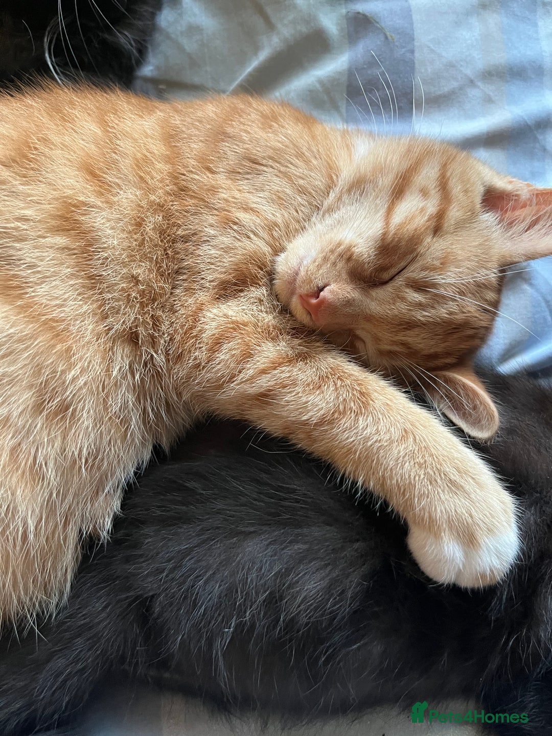 Mixed Breed cats for sale: Beautiful baby kittens 💕 - Image 7