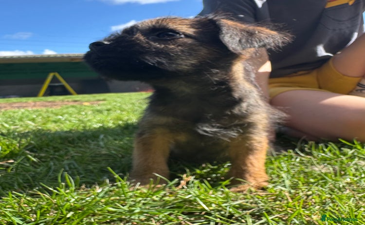 Border Terrier dogs - Advert 1