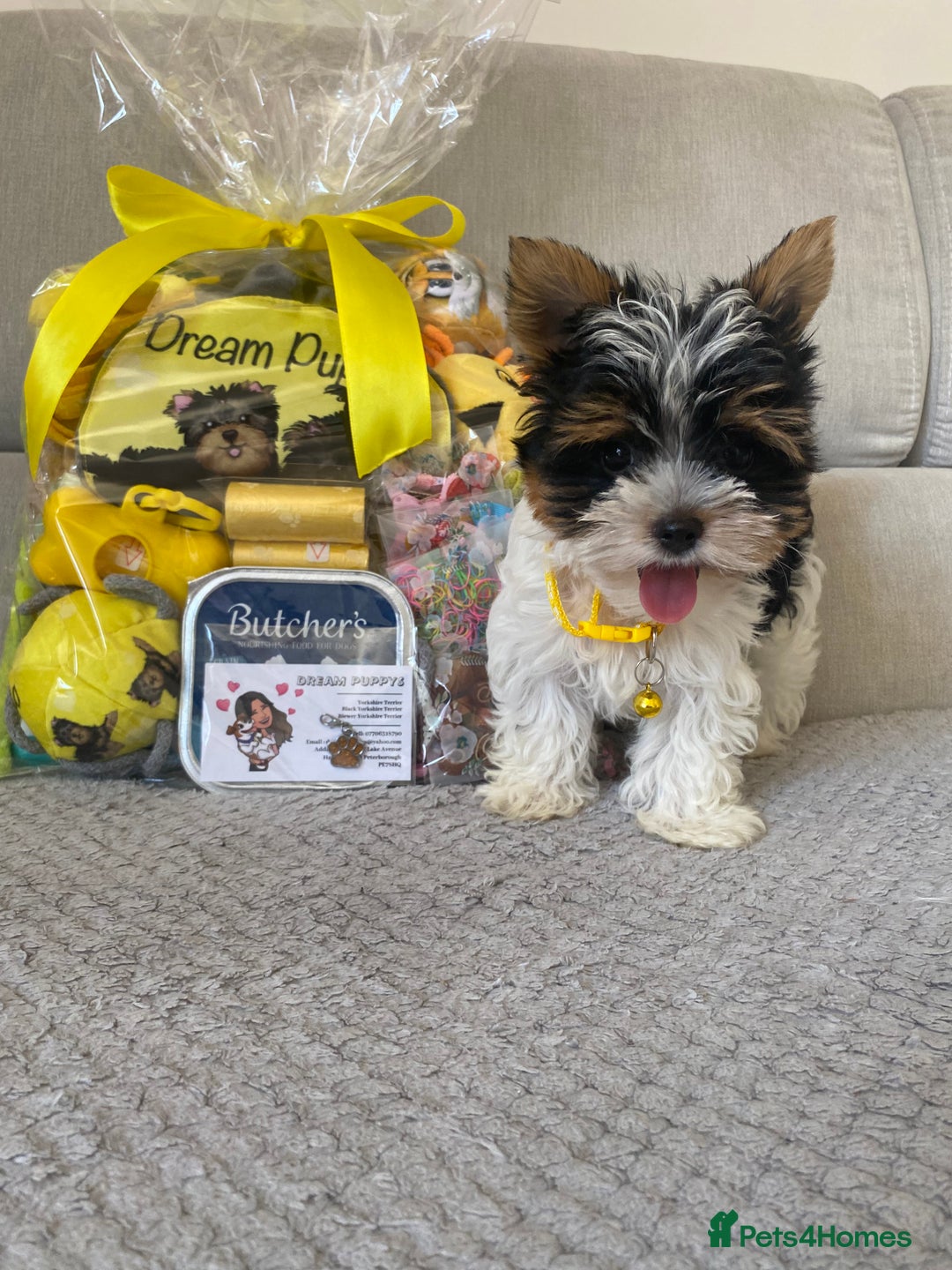 Yorkshire Terrier dogs for sale: Beautiful very small xxxs Biewer Yorkshire Terrier - Image 18