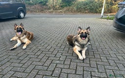 German Shepherd dogs for sale: Beautiful brothers  - Image 7