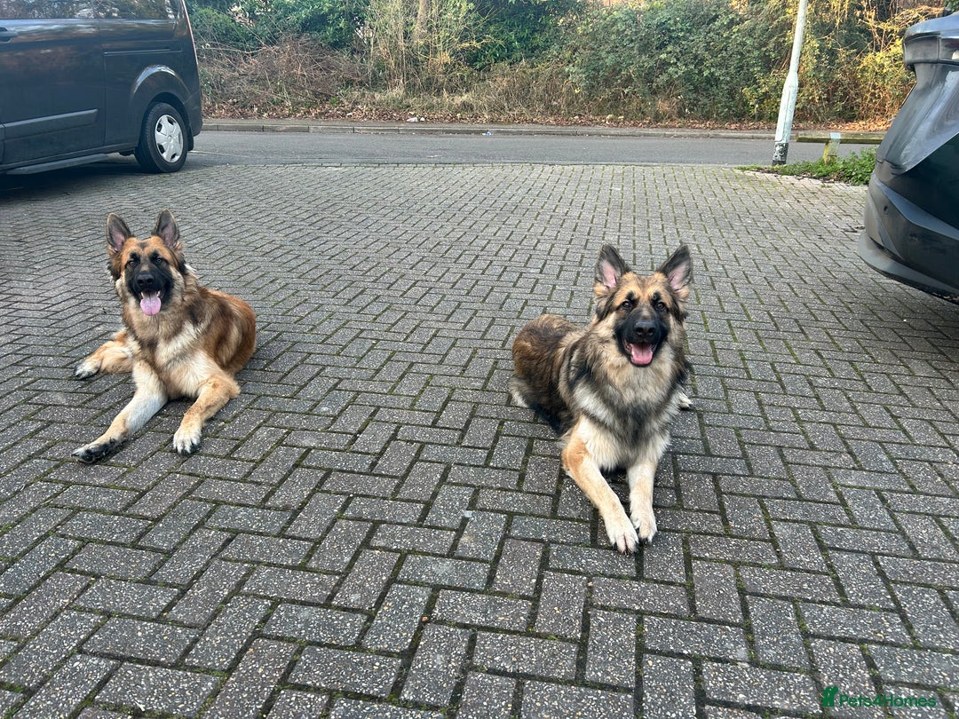 German Shepherd dogs for sale: Beautiful brothers  - Image 7