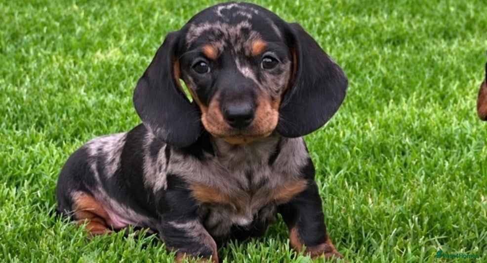 Dachshund dogs Gorgeous miniature dachshund puppies  - Advert 1