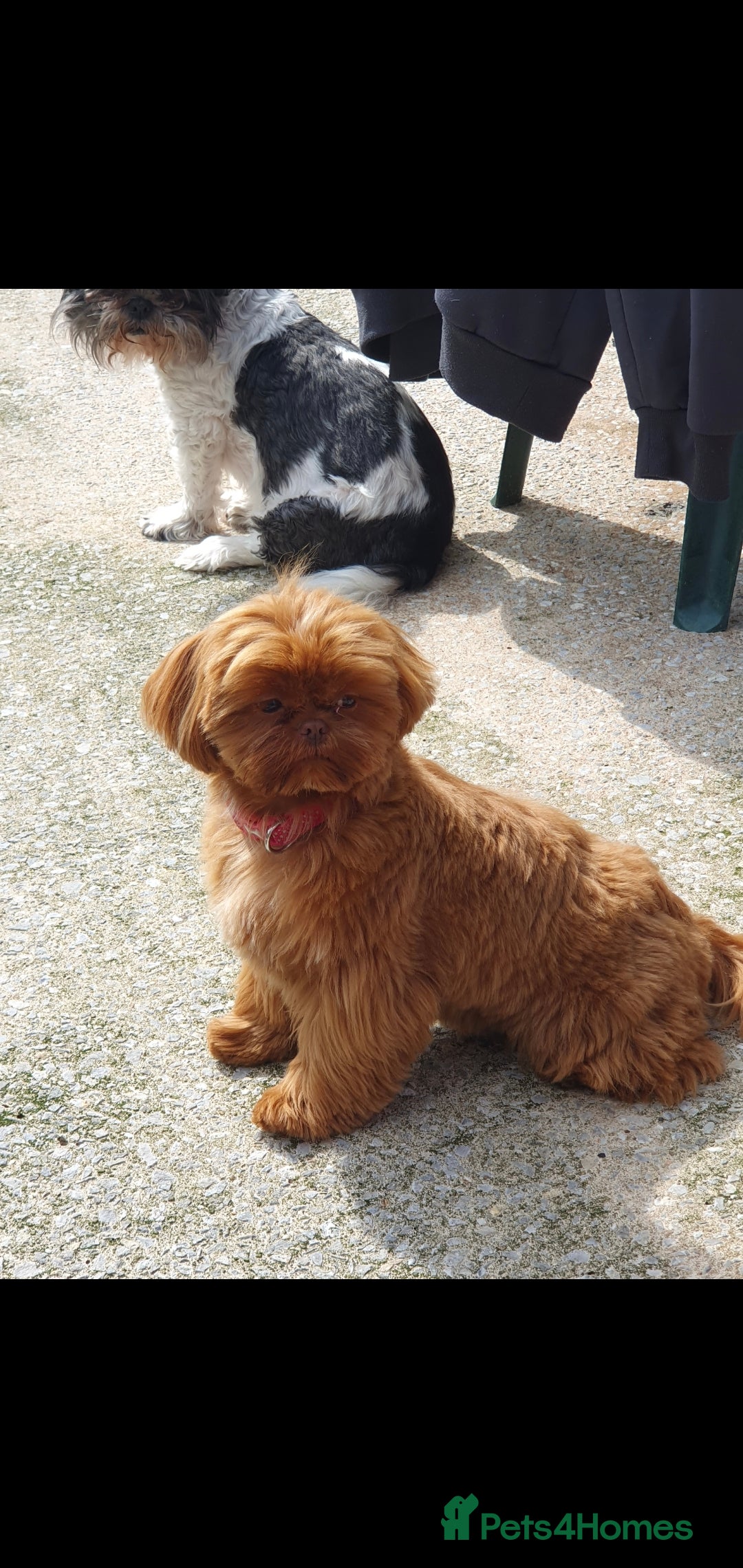 Shihpoo dogs for sale: 💙💗💗 stunning  F1 shihpoo puppies 🔥  - Image 10