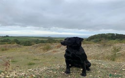 Labrador Retriever dogs for sale: Black Labrador Puppies - Image 4