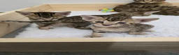 Savannah cats for sale: F8 savannah kittens- TICA registered  - Advert 6