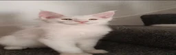 Maine Coon cats for sale: 🏅TICA🏅pure maine coon kittens - Advert 15