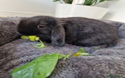 Mini Lop rabbits for sale: 🐰 Mini Lop Buck Rabbits for Sale – 9 Weeks Old 🐰 - Image 1