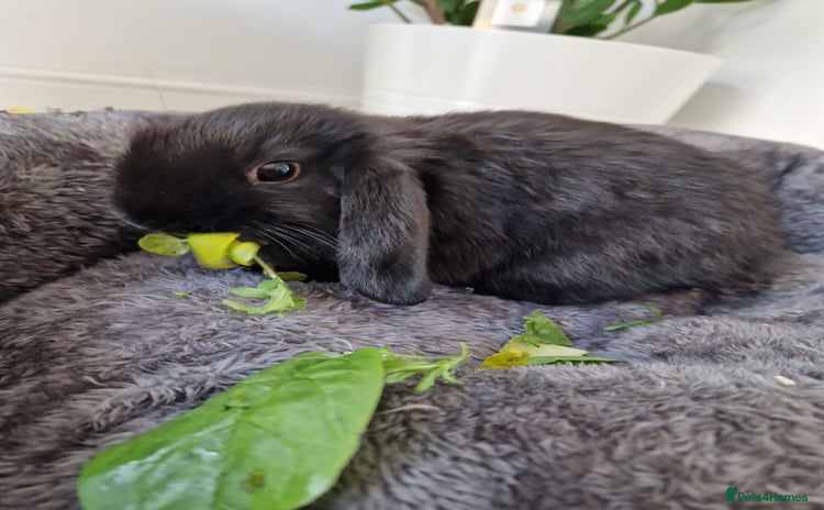 Mini Lop rabbits - Advert 12