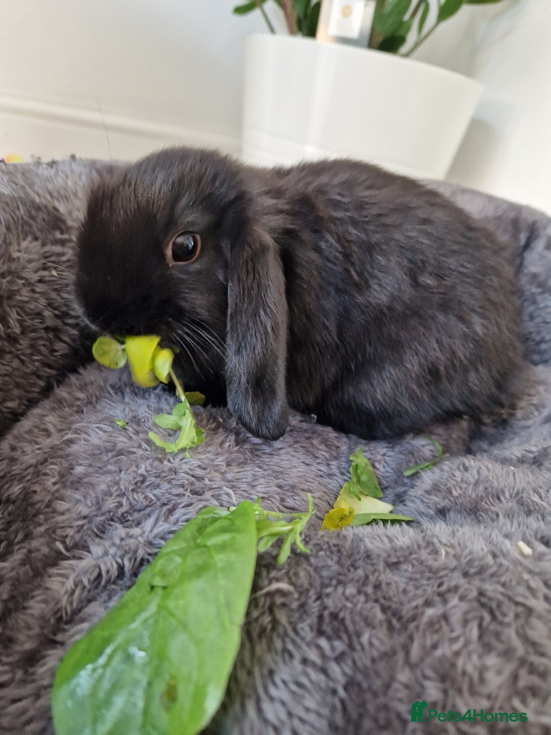 Mini Lop rabbits for sale: 🐰 Mini Lop Buck Rabbits for Sale – 9 Weeks Old 🐰 - Image 1