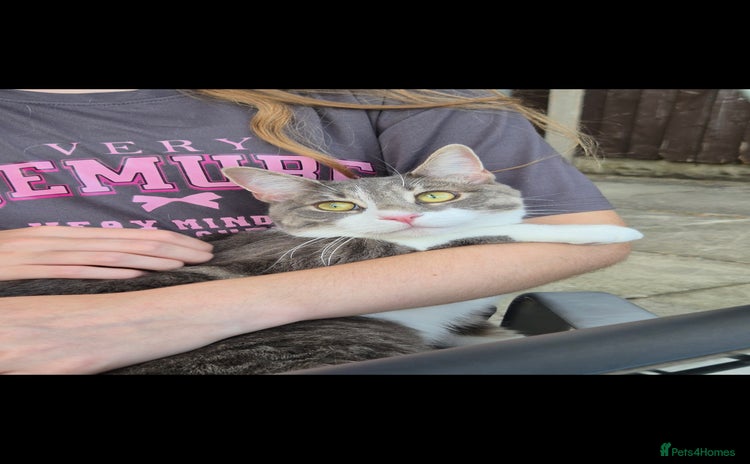 British Shorthair cats - Advert 9
