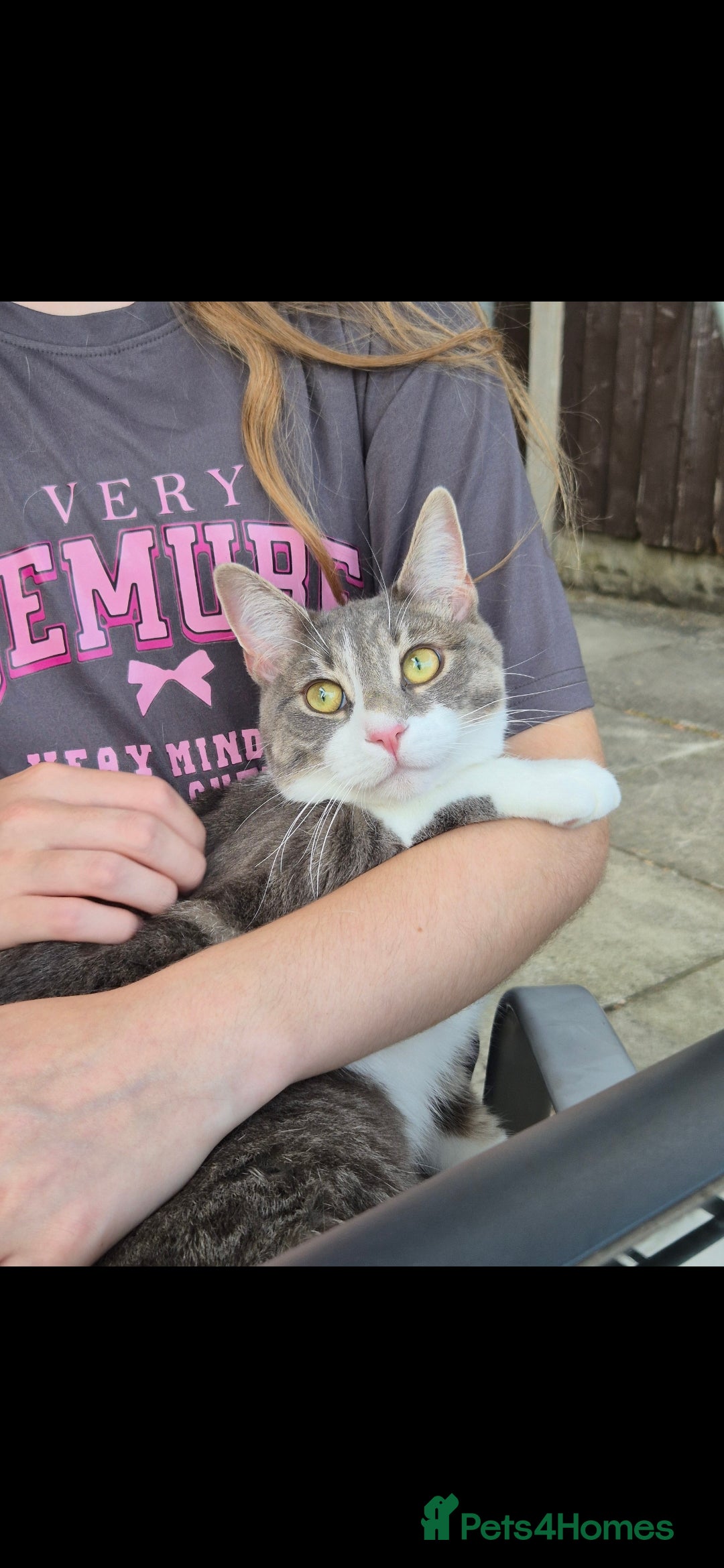 British Shorthair cats for sale: Beautiful grey and white 1 year old cat for sale. - Image 1