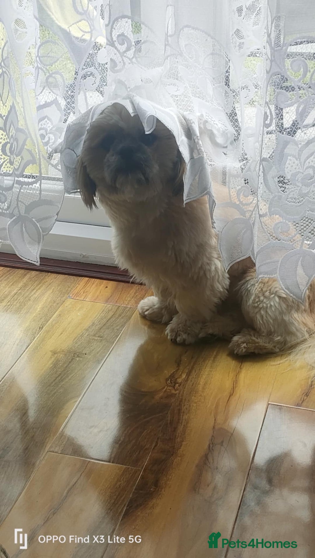 Shih Tzu dogs for stud: Stud, Shih-Tzu - Image 4