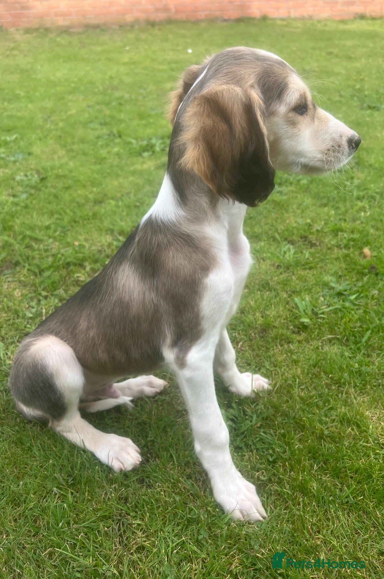 Saluki dogs KC registered saluki puppy’s  - Advert 2