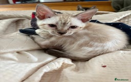 Bengal cats for sale: Snow and charcoal Bengals Registered - Image 12
