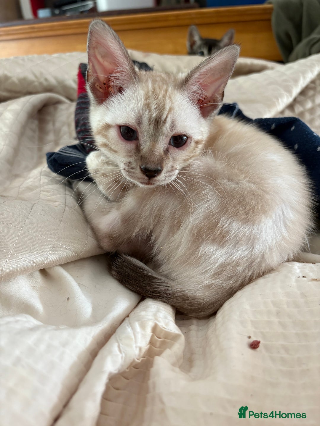 Bengal cats for sale: Snow and charcoal Bengals Registered - Image 12